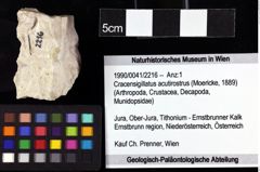 Foto (Objket + Etiketten) von Cracensigillatus acutirostrus (Moericke, 1889) 